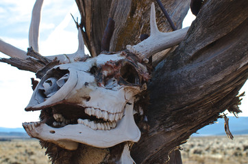 The old dry deer skull hanging on the tree branches in the desert sunlight. 