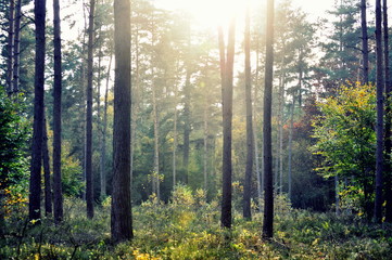 Morning in the forest