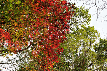 紅葉