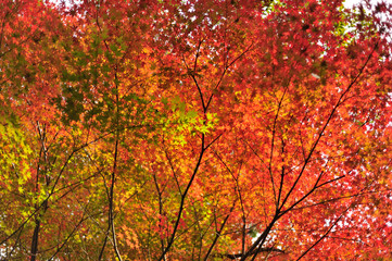 紅葉