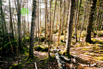 Sun lit forest of fir trees.