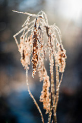 Frozen plant glowing in morning light.