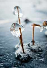 Globs of ice frozen over sticks.
