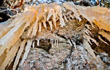 View from below of brown icicles.