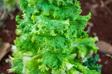 big green lettuce standing in plantation on home garden