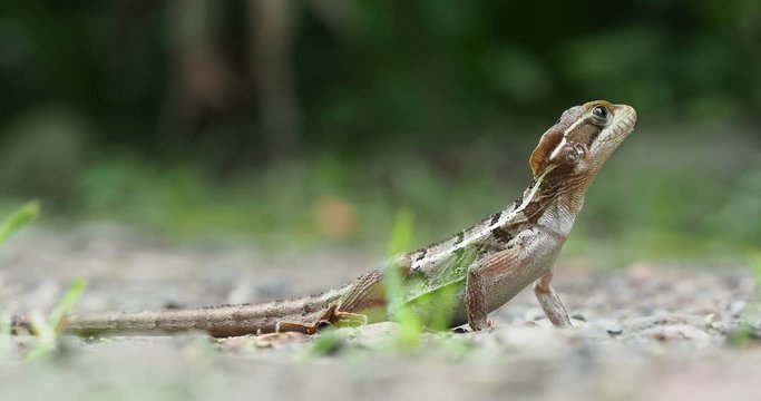 Brown Basilisk - Basiliscus vittatus, referred to as the striped basilisk or common basilisk, basilisk lizard in the family Corytophanidae, native to Mexico, Central America and Colombia
