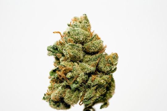 Cannabis legalisierung in Deutschland 2023 wann ist Kiffen legal? Cannabis bud super Lemon Haze skank medical grass rauchen ohne ende macro background high quality focus stack fifty megapixels prints