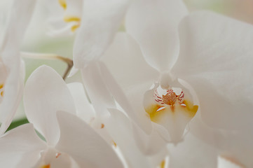 large white orchid flower with many petals and a yellow middle