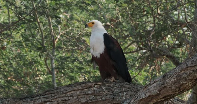 African Fish-eagle - Haliaeetus vocifer  large species of white and brown eagle found throughout sub-Saharan Africa, national bird of Namibia, Zimbabwe, Zambia, and South Sudan. 