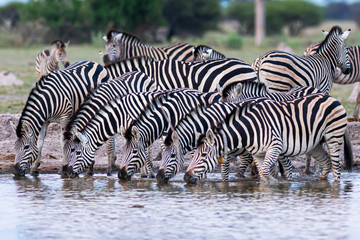 Fototapeta na wymiar Zebra at the Water Hole