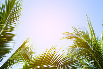 Fototapeta na wymiar tropical palm leaf background, coconut palm trees perspective view