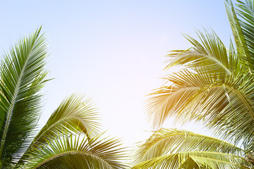Fototapeta premium tropical palm leaf background, coconut palm trees perspective view