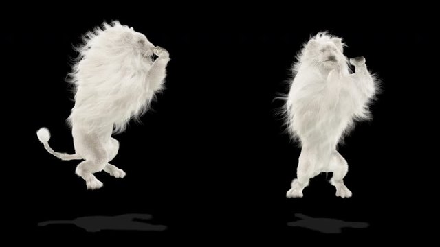White lion CG fur 3d rendering animal realistic CGI VFX Animation Cheer alpha dance composition 3d mapping cartoon Motion Background, (with Alpha Matte)