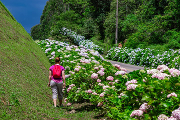 Mature woman walking in a road with hydrangea flower near Curitiba, Parana, Brazil