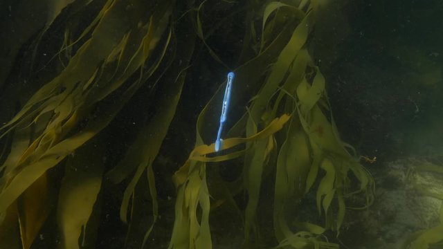 Toothbrush underwater as marine debris footage