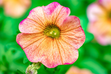 pink and orange flower bloom with green