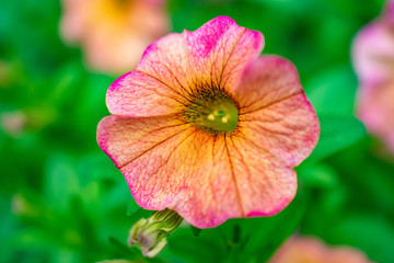 pink orange flower blossom
