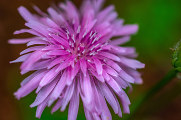 light purple pink flower detail