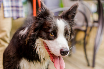 ボーダーコリー　犬