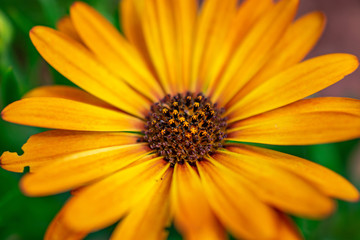 yellow flower daisy like petals macro