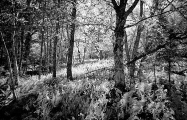 Sunny forest ferns and trees.