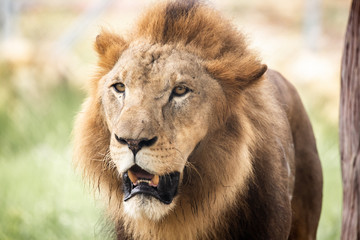 portrait of a lion