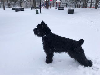 Giant Schnauzer . The Giant Schnauzer  in city park at winter time