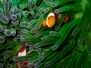 Closeup and macro shot of the Western Clownfish or Anemonefish during a leisure dive, Kota...