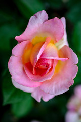 pink and yellow flower bloom