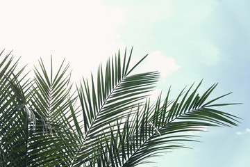 palm leaf with sky