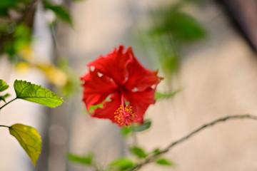 Red hibiscus flower with green leaves in a tree