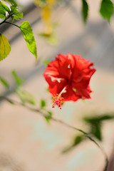 Red hibiscus flower with green leaves in a tree