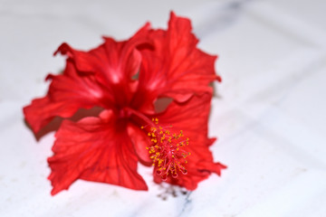 Close-up of red hibiscus flower isolated on white stone background