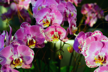 Fototapeta premium A pink and white phalaenopsis moth orchid flower in bloom