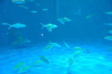 鹿児島水族館