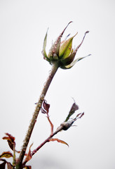 Unopened rose bud wet from a recent shower.