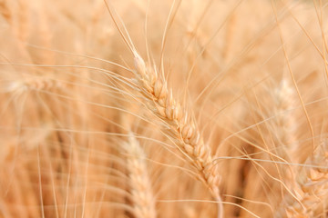 Wheat crop in field on sunny day