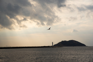 하늘위를 날고 있는 갈매기