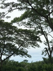 trees and sky