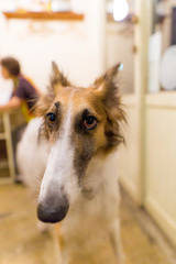 Fototapeta premium ボルゾイ 犬 ロシア