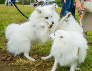スピッツ　犬