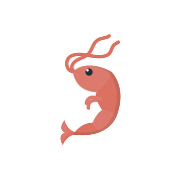 Isolated sea shrimp vector design