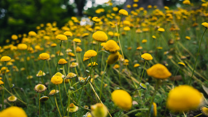 field of yellow flowers