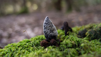 Fungi In Tasmania 