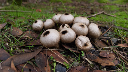 Fungi In bunch on forest floor Tasmania Tarkine region 