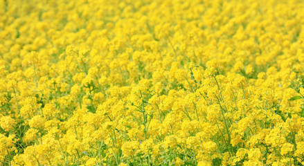 一面の菜の花