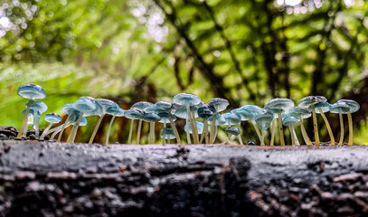 Small Fungi Hellyer Gorge Tarkine Tasmania 