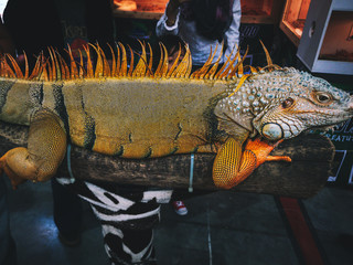 Close up photo of an iguana
