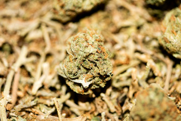 Marihuana macro super lemon haze background fifty megapixels prints