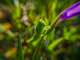 Close up of the Grasshoppers standing on green leaves at the background. Selective focus of the Caelifera on green leaf.